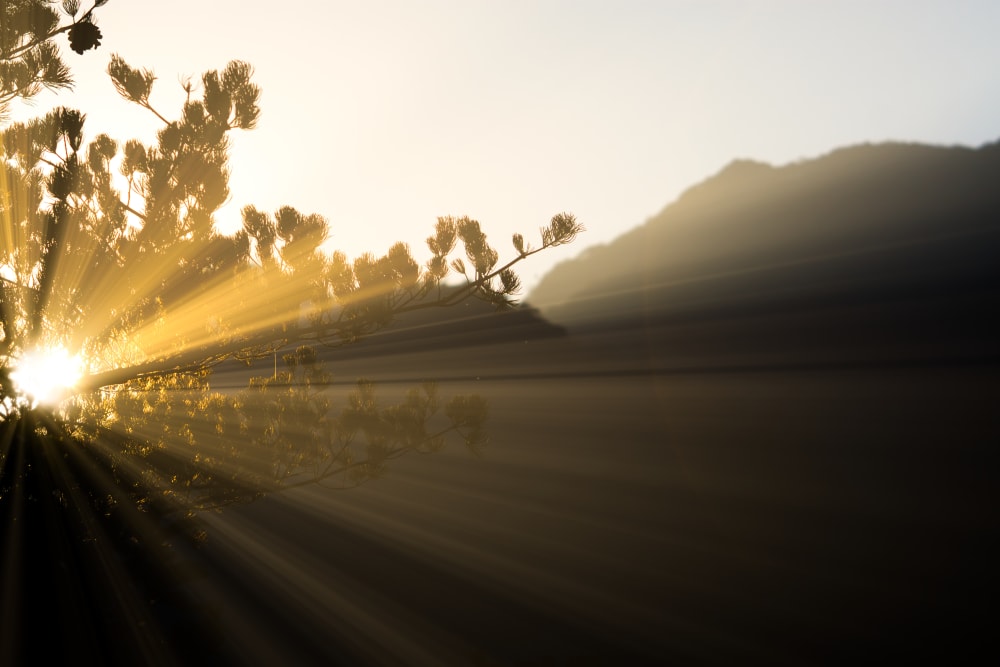 Sunlight filtering through branches.<span class="sr-only"> (opened in a new window/tab)</span>