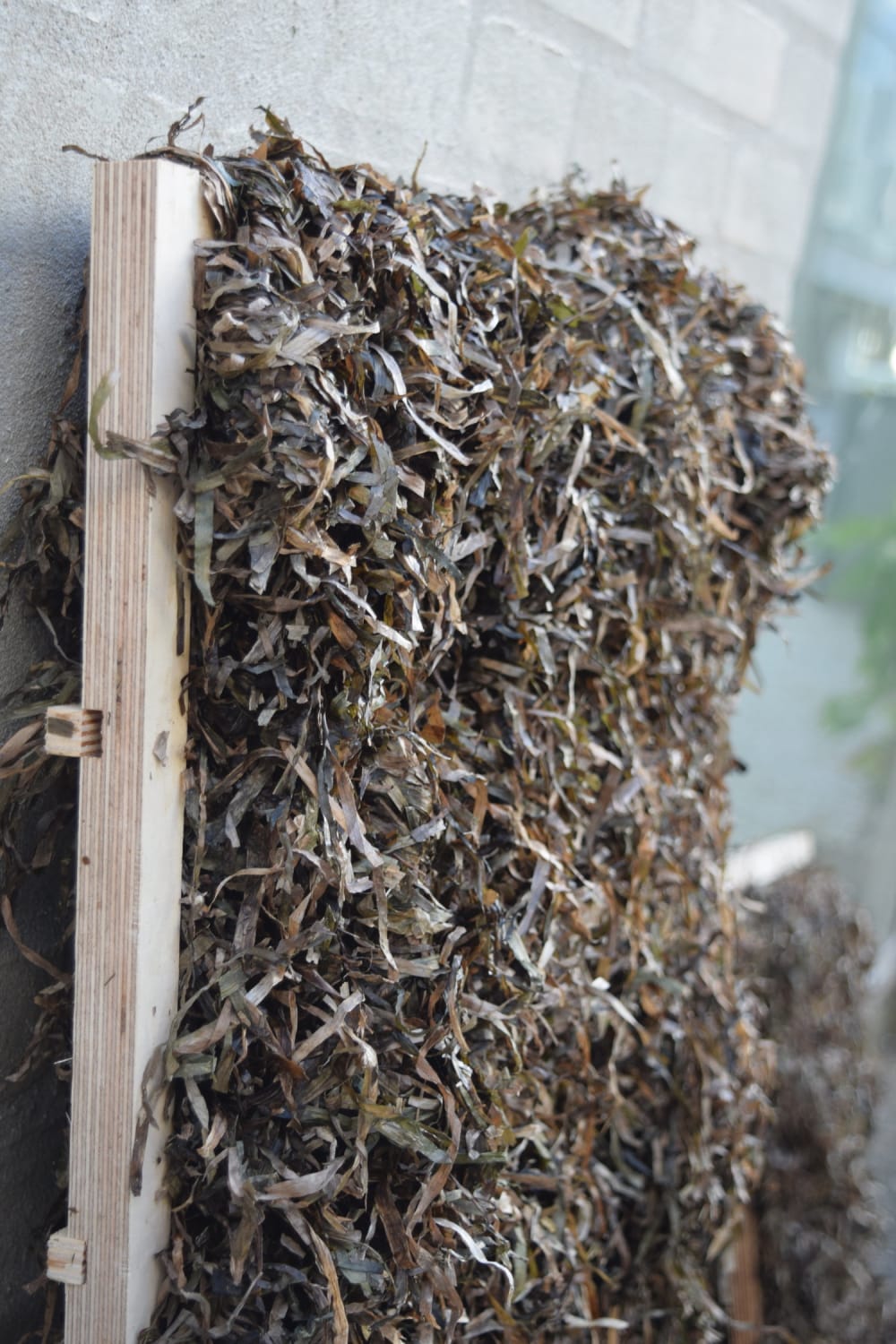 Close-up of the insulation panel made of eelgrass.<span class="sr-only"> (opened in a new window/tab)</span>