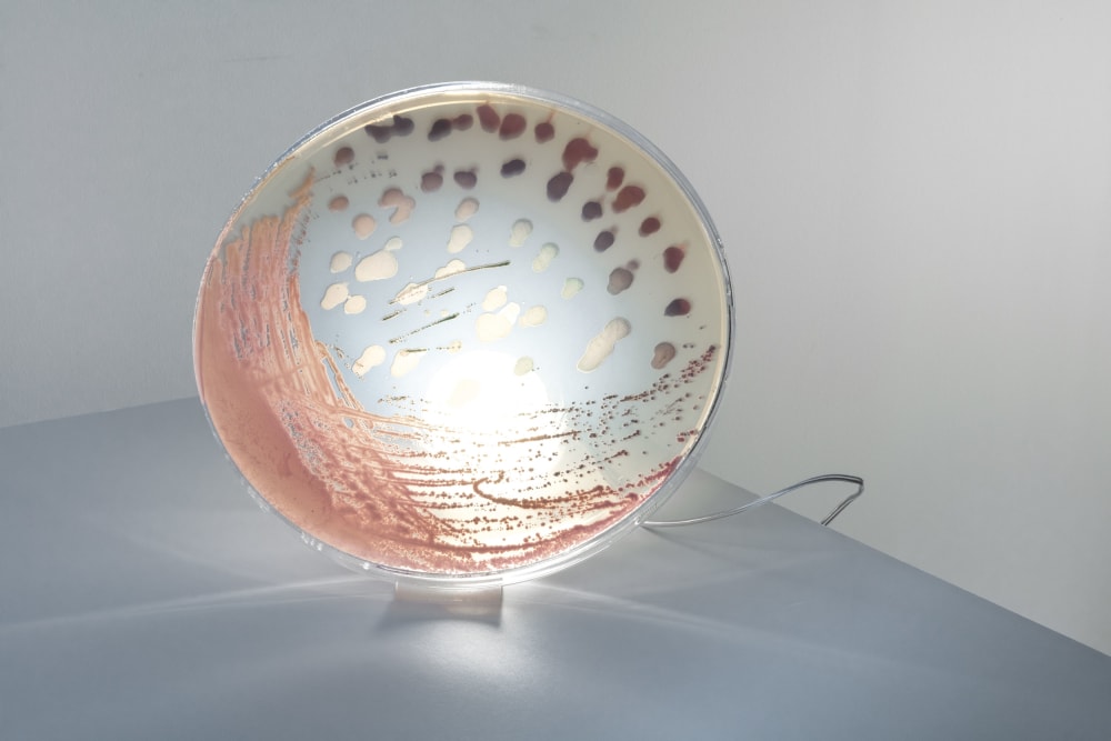 Bacteria lamp detail in the tones of pink.<span class="sr-only"> (opened in a new window/tab)</span>