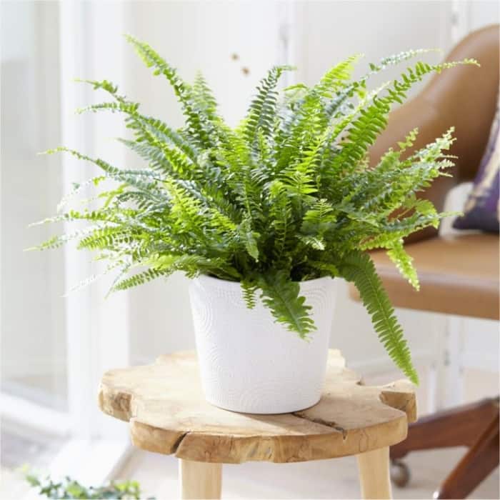 Boston sword fern, excellent plant to fight indoor air pollution.