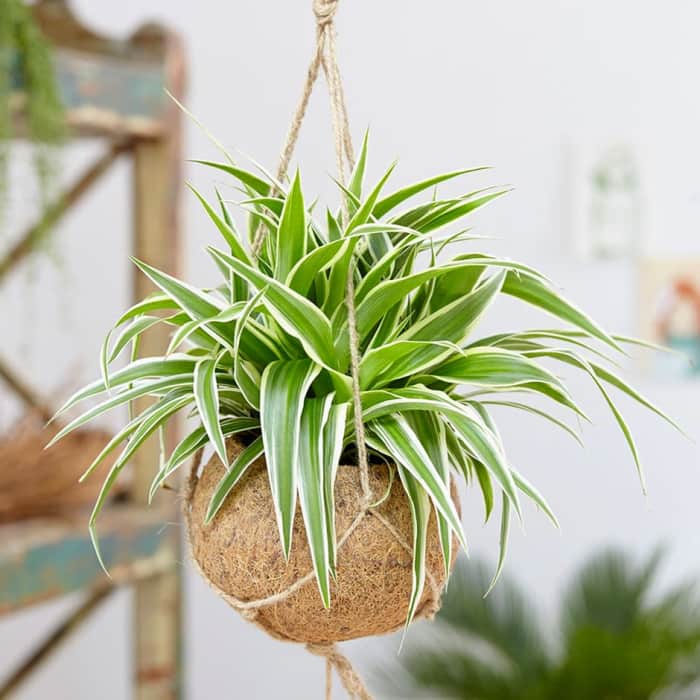 A spider plant hanging from the ceiling.