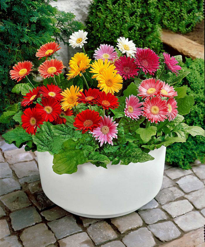 A colorful arrangement of many barterton daisies.