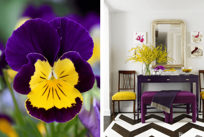Uses of violet and yellow in nature and in interiors. Nature: bright pansy. Interior: entryway with white walls, violet furniture and few yellow accents.