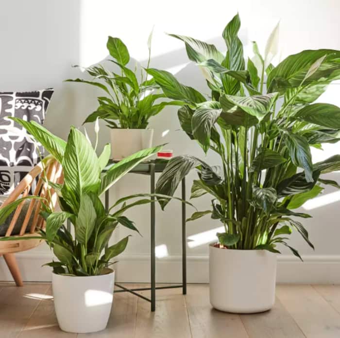 An otherwise empty corner filled in with a beautiful composition of peace lilies.