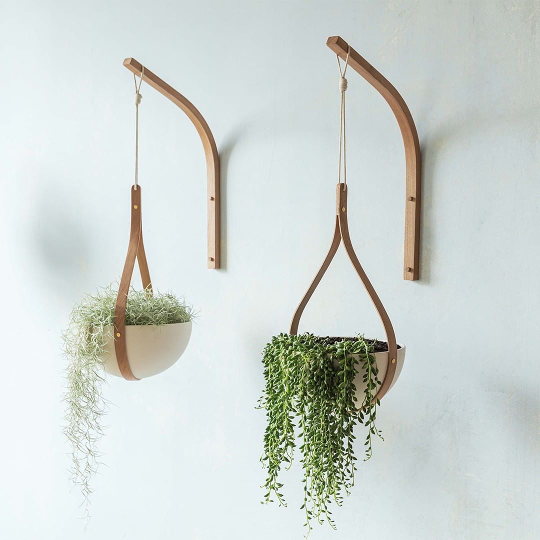 Two draping plants hanging from a wall.
