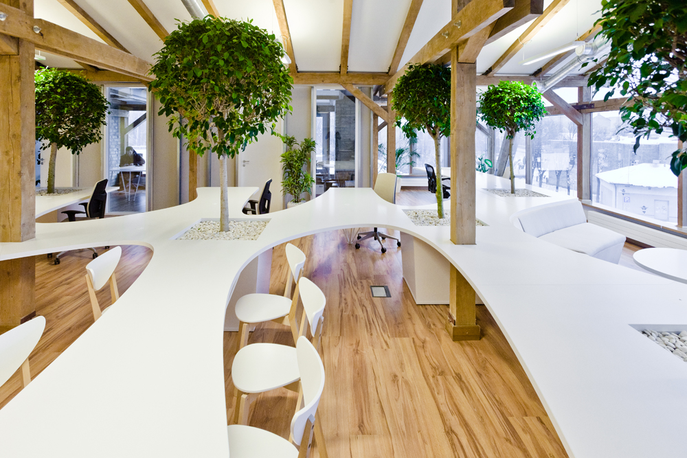 Biophilic office with organic shaped desks and trees in between the tables.
