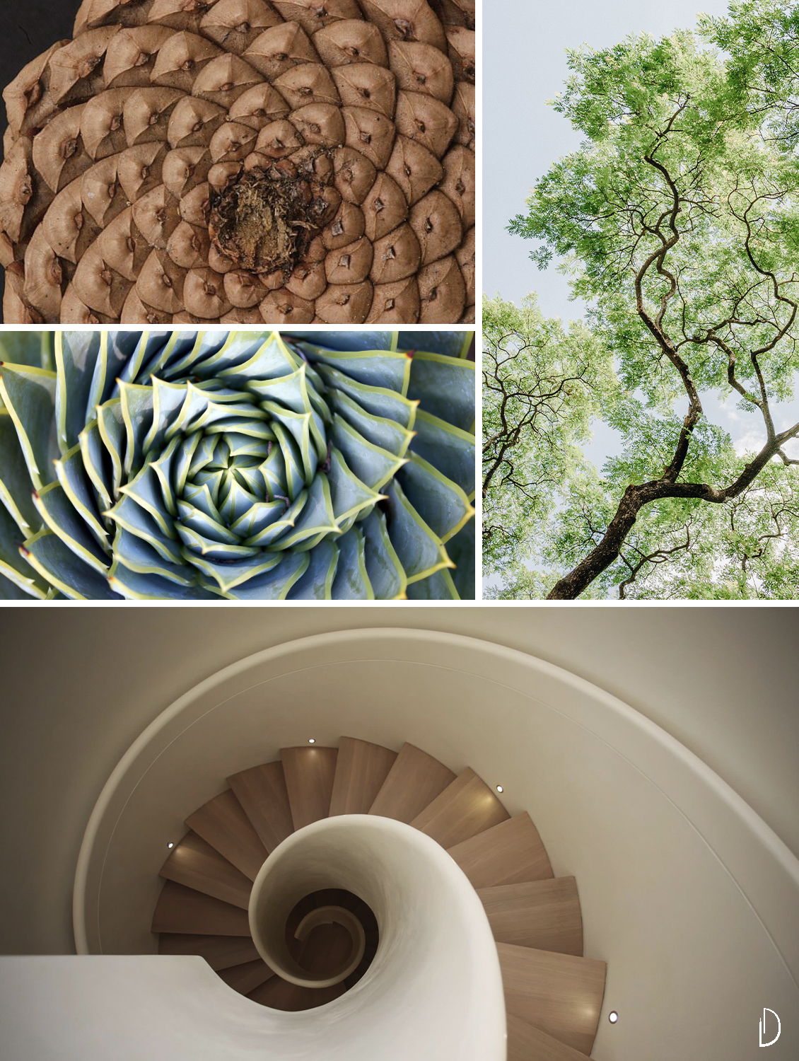 Moodboard showing a spiral staircase and some natural fractals: a pinecone, a succulent and the branches of a tree.