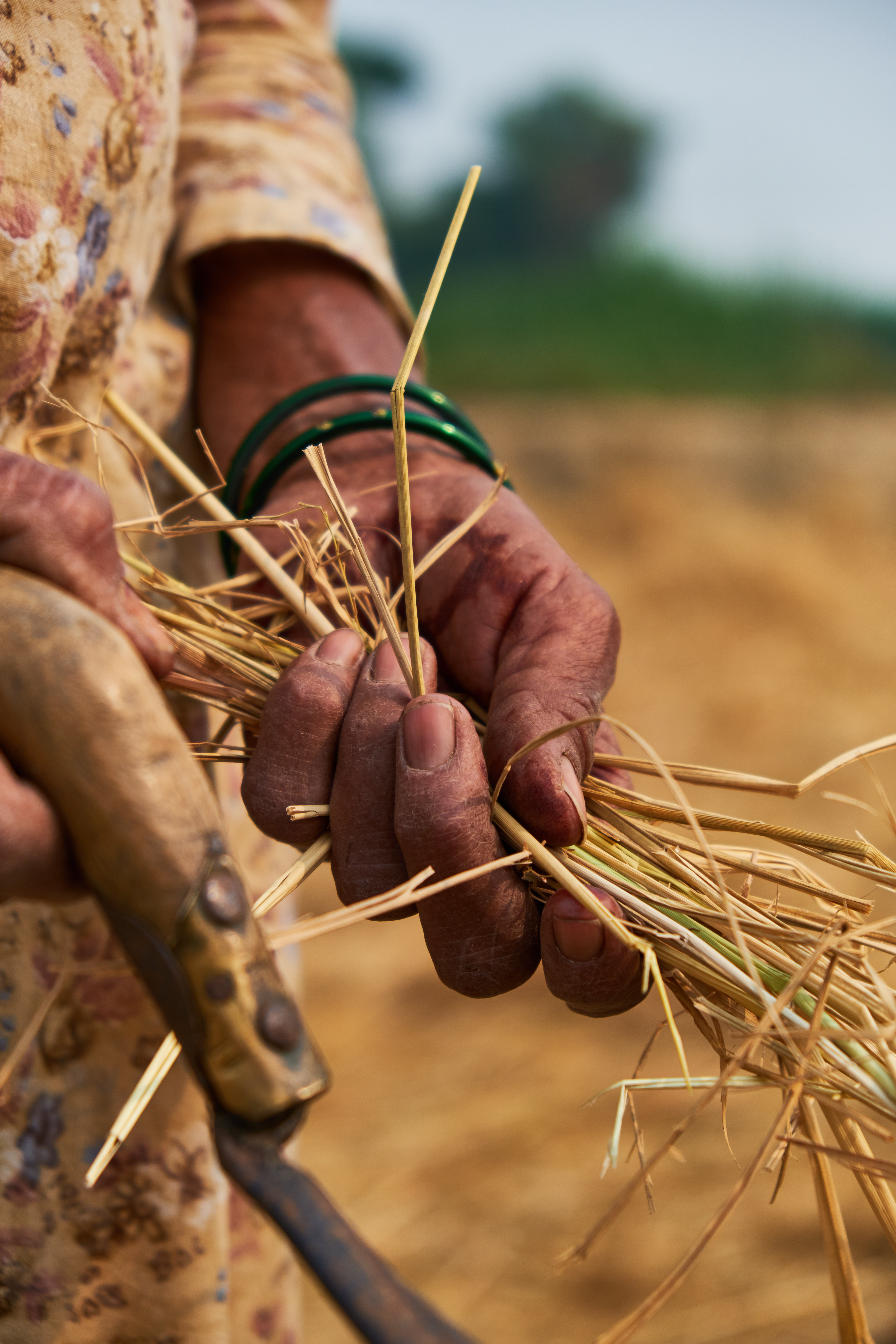 A man holding a handful of rice straw.