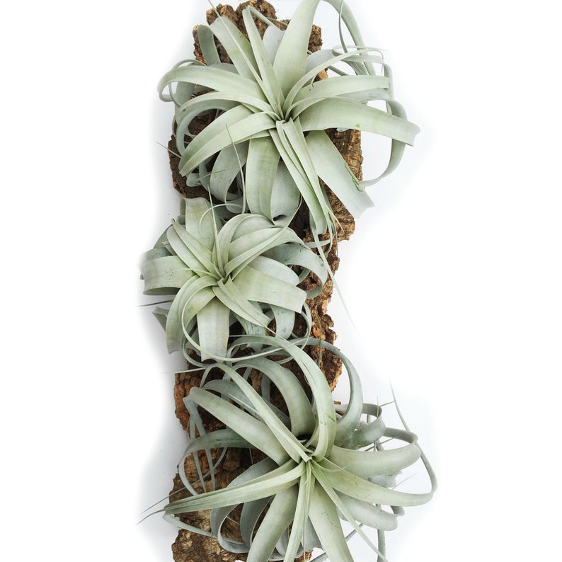 Tillandsia Xerographica plants.