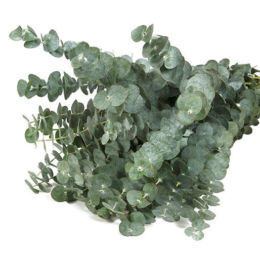 Eucalyptus baby blue branches.