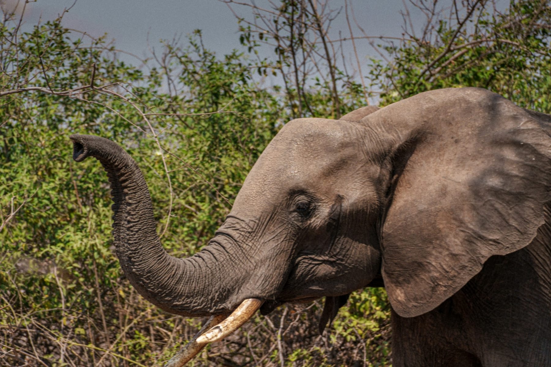 Tanzania plains and wildlife