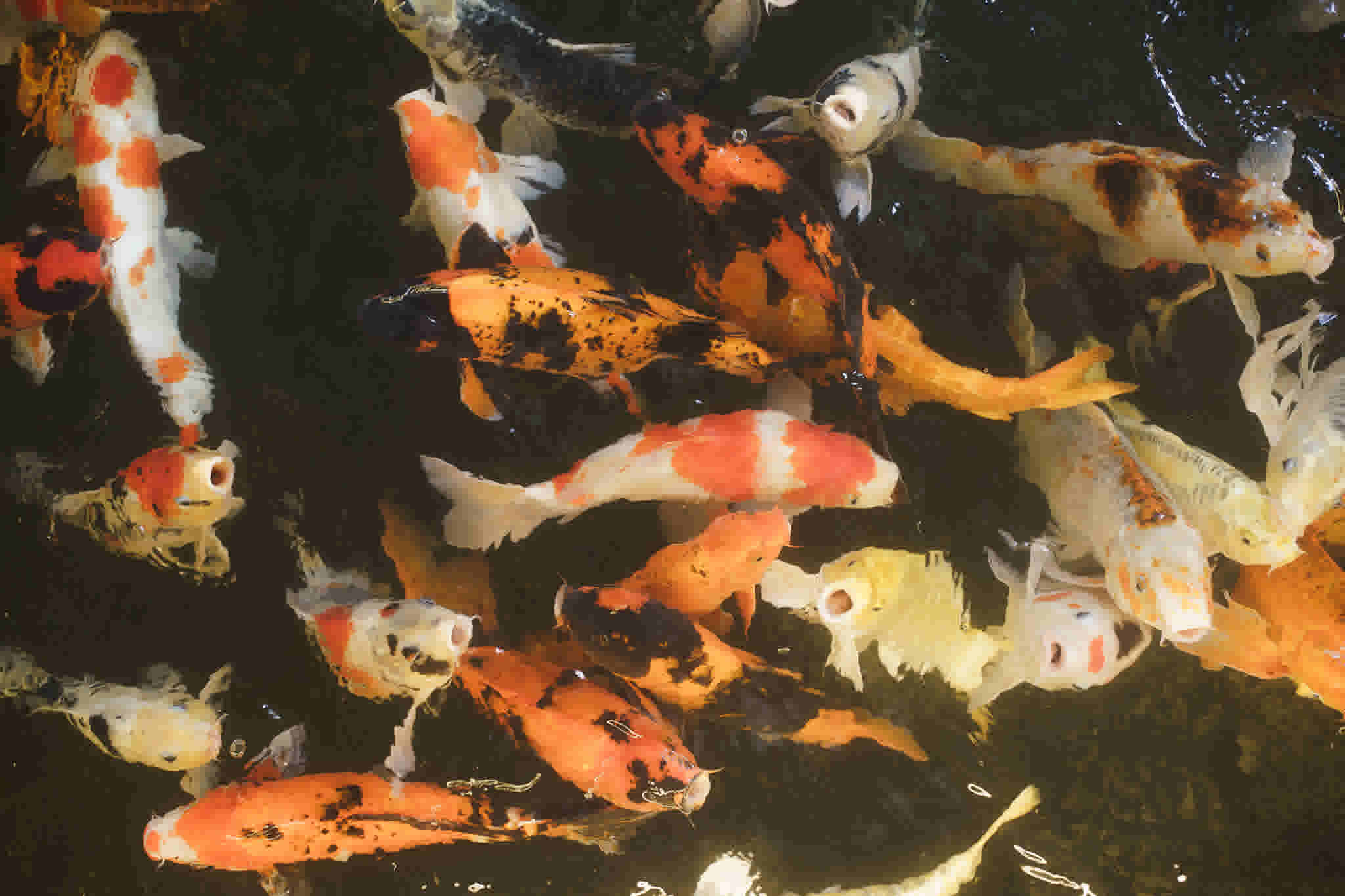 justab0t/JT_08079_w93j2r