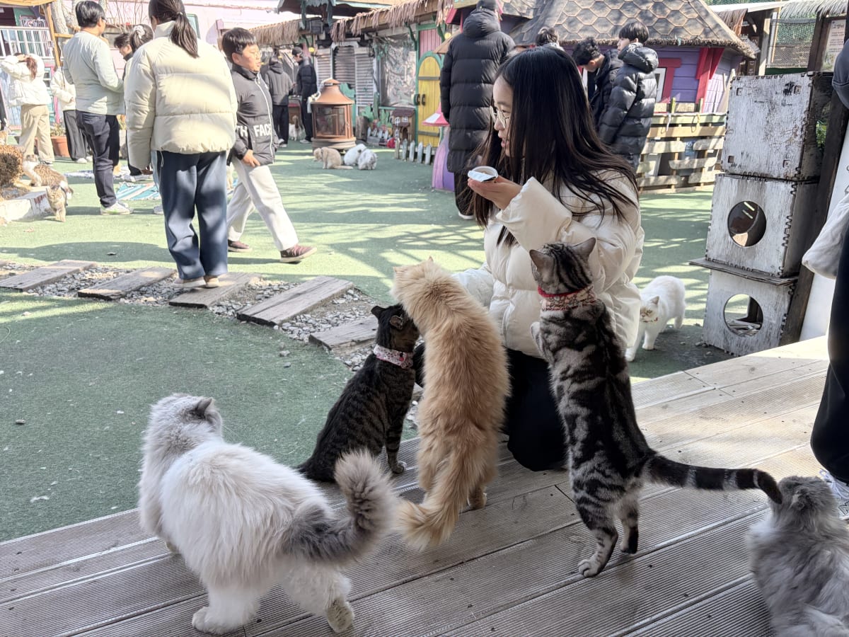고양이역 간식에 몰려드는 고양이들