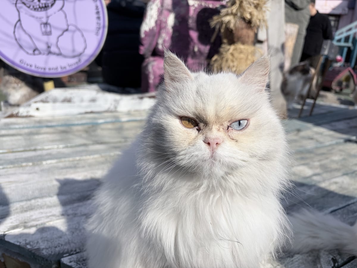 영흥도 고양이역 오드아이 고양이