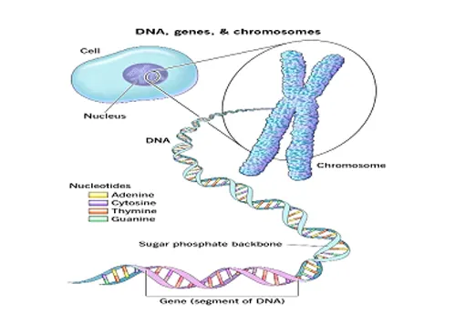 Genome Foundation