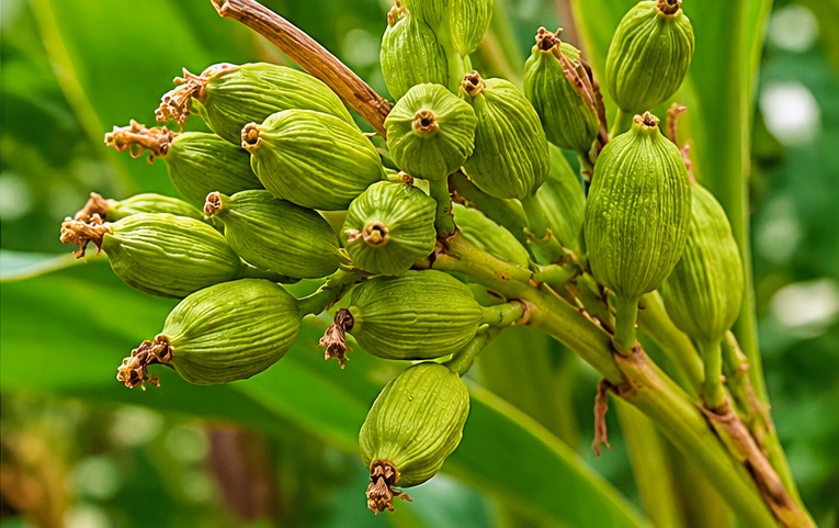Cardamom 5