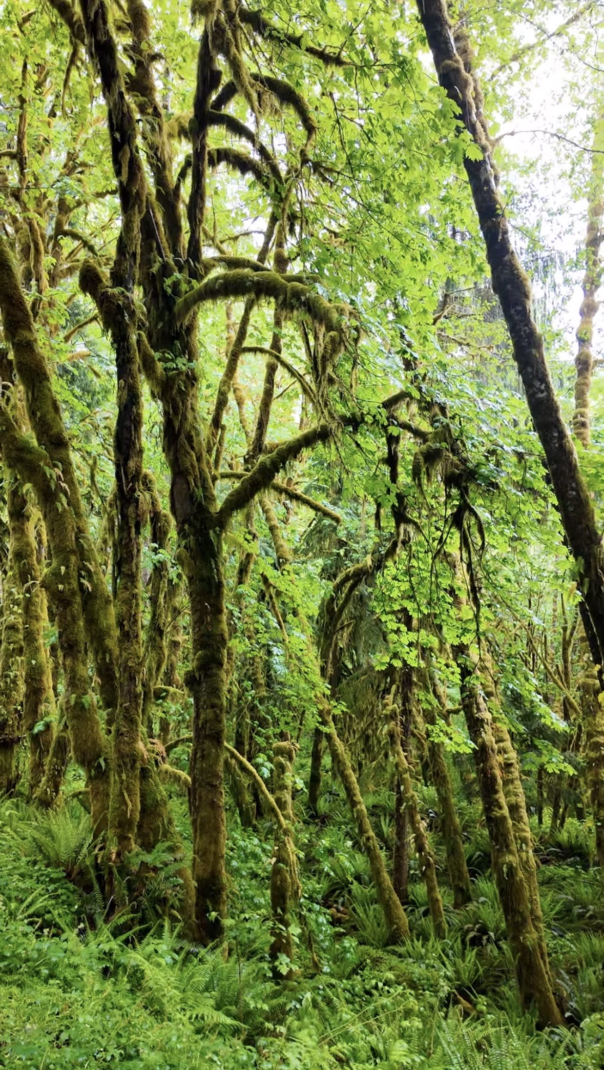 Towering moss-covered old-growth trees in the Hoh Rainforest
