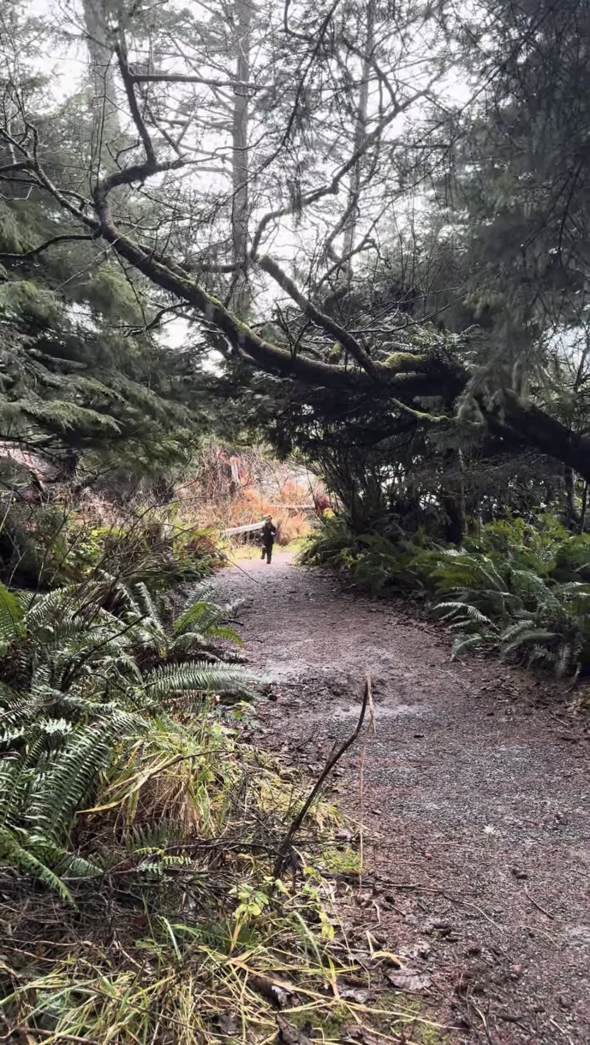 A narrow fern-lined trail winding through dark mossy old-growth forest in the Hoh