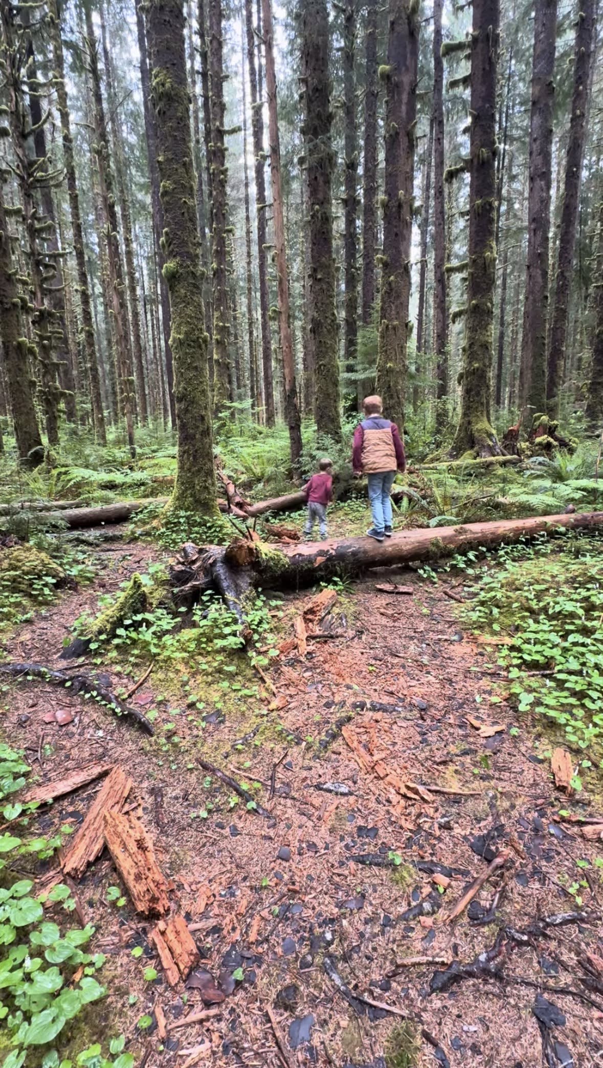 Moss-covered trees on a forest trail in the Hoh Rainforest, Olympic National Park