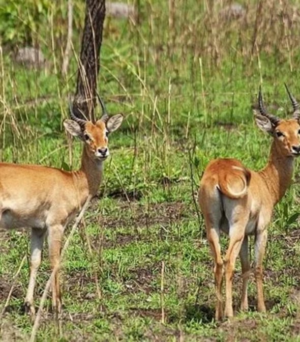 Mole National Park