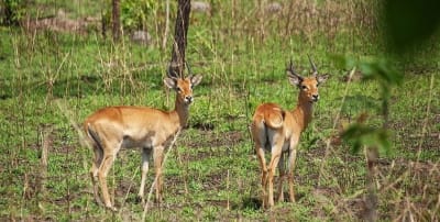 Animals & Nature