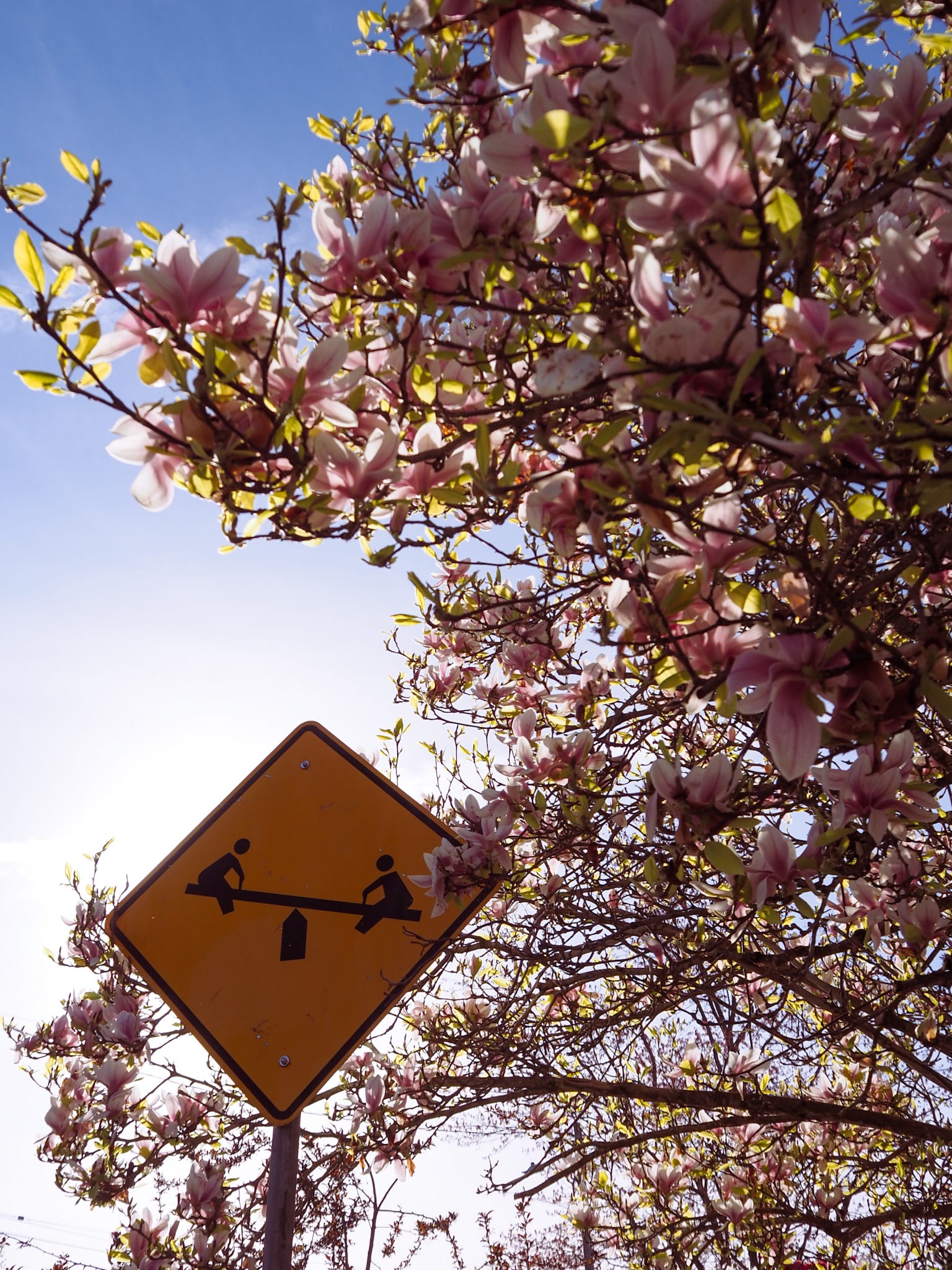 Magnolia trees in bloom