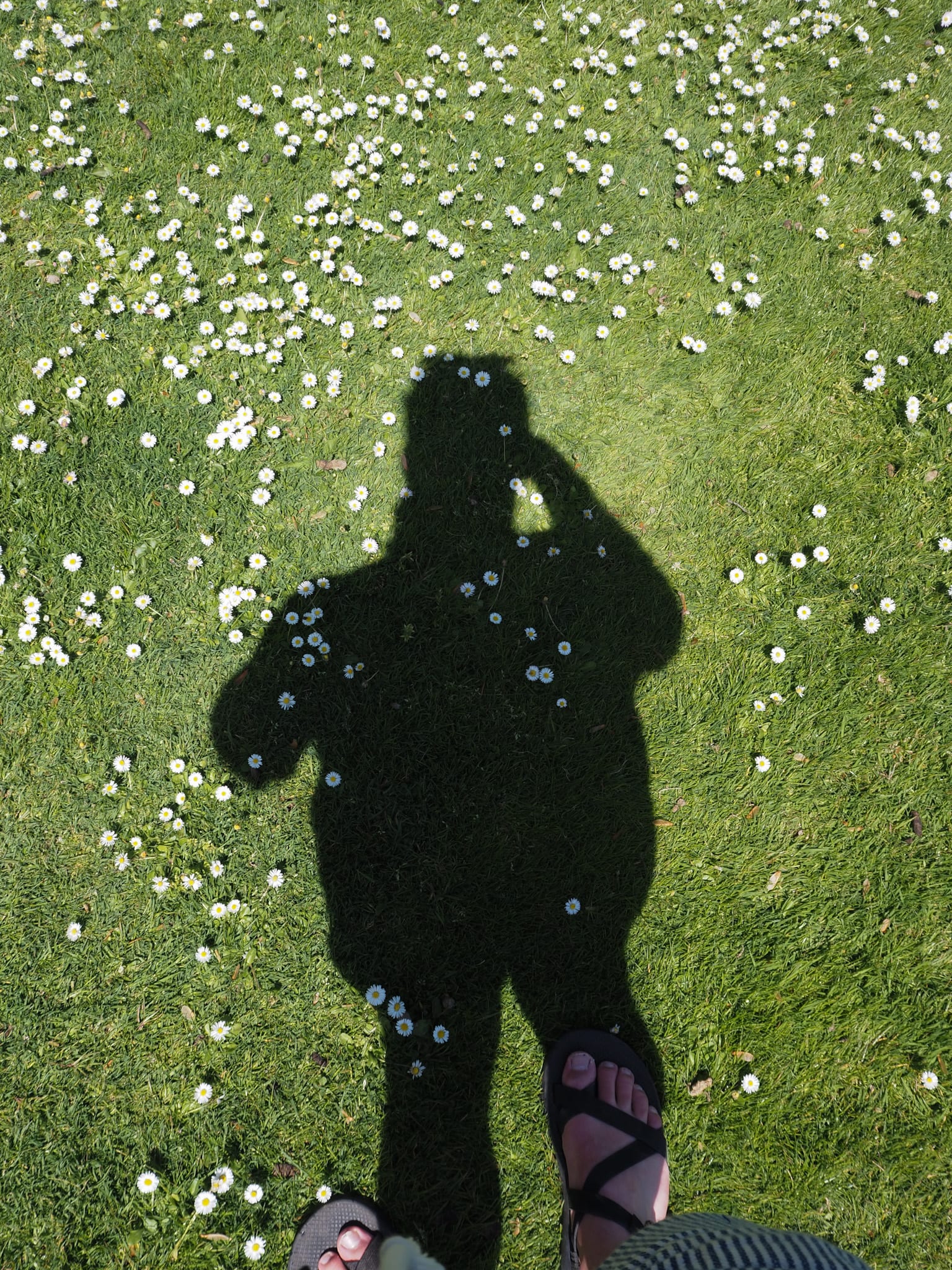 A photo of the author's shadow in a grassy field