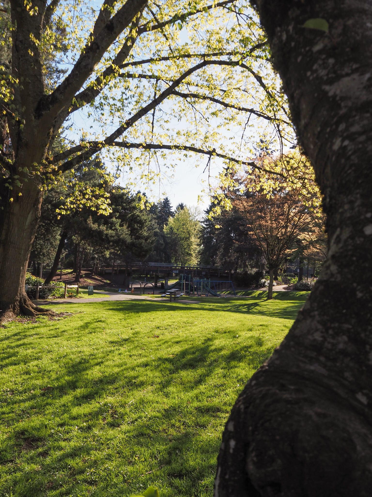 An early morning park in Portland