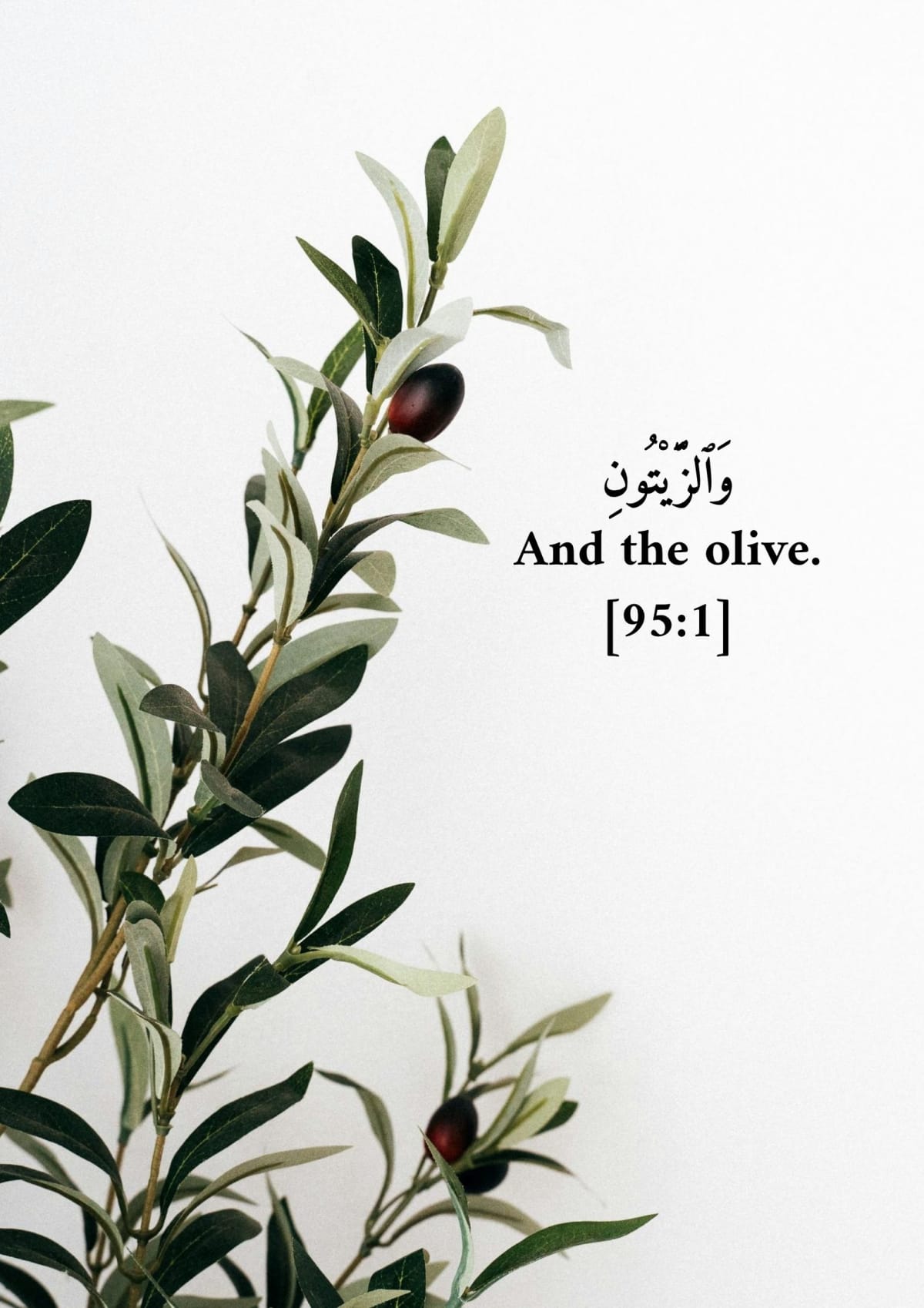 Et l'olive, verset 95:1