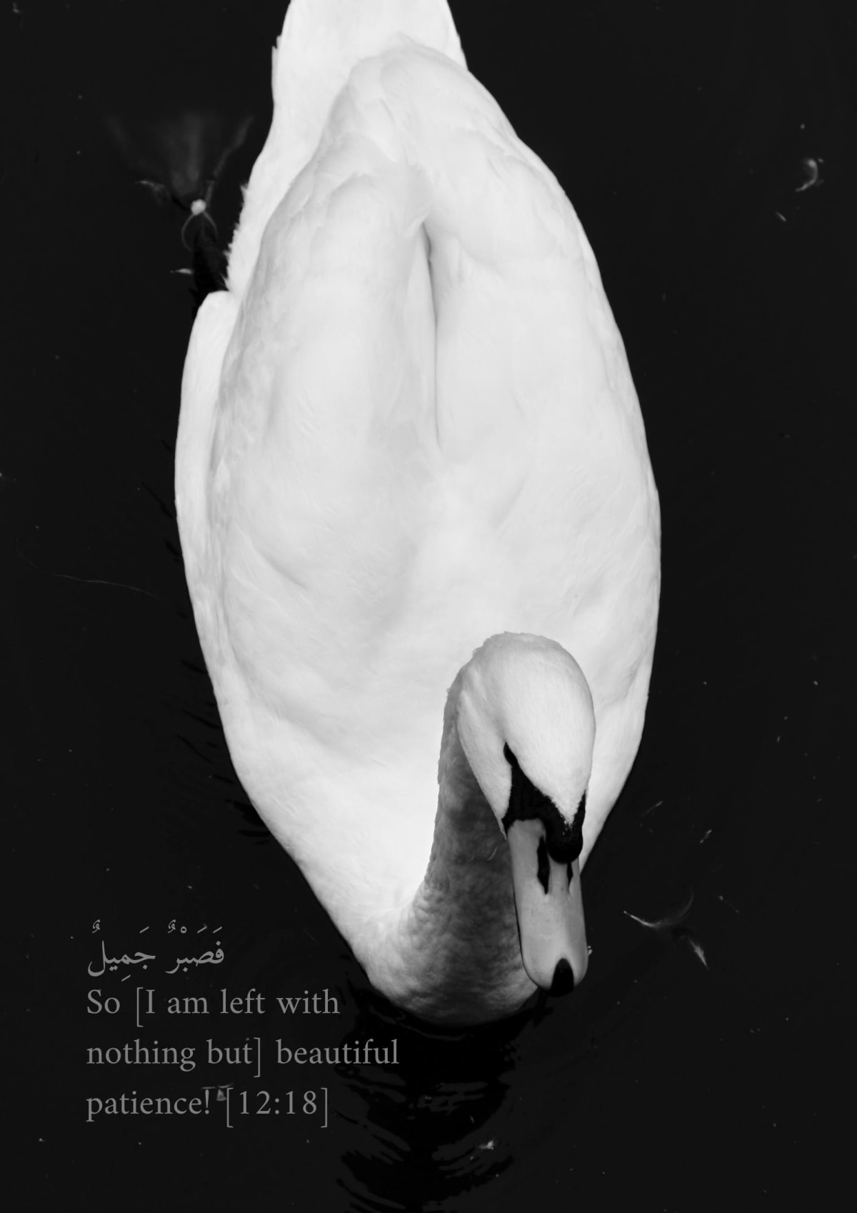 Le cygne, verset 12:18
