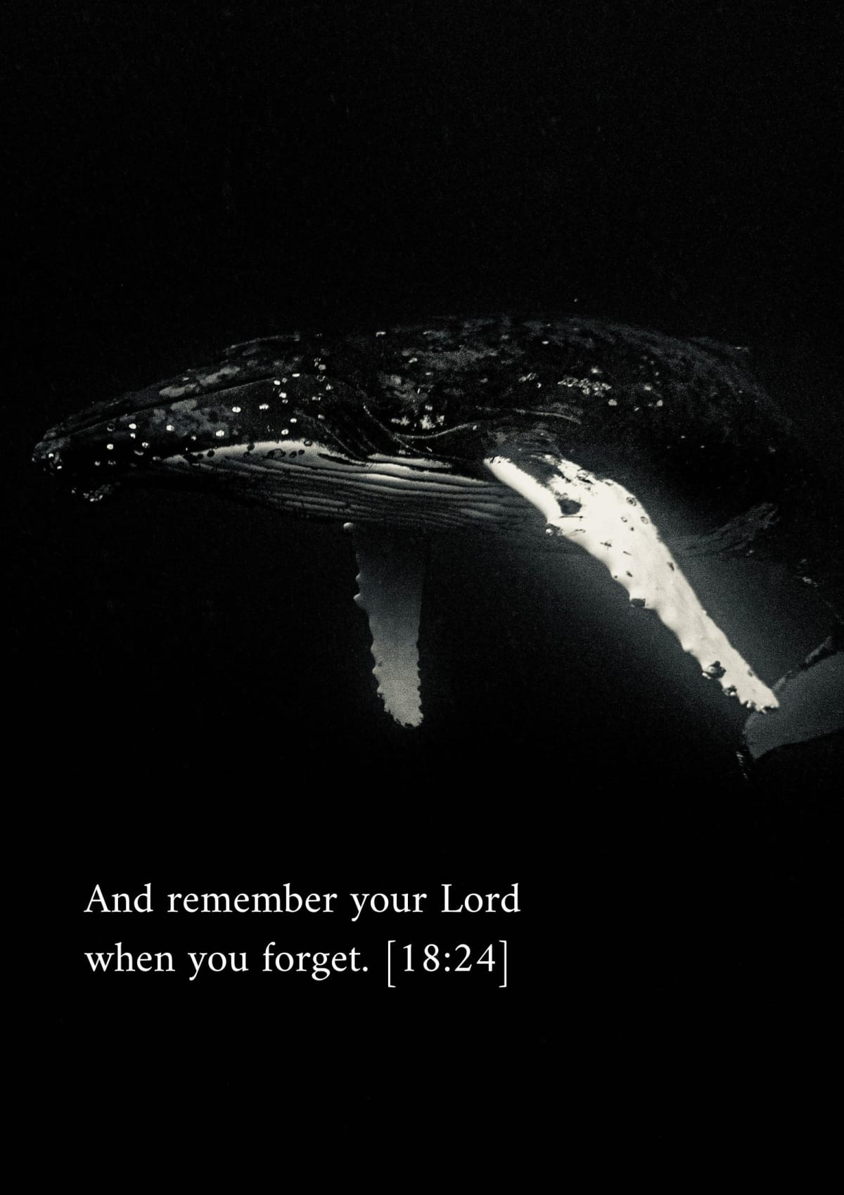 Baleine, verset 18:24