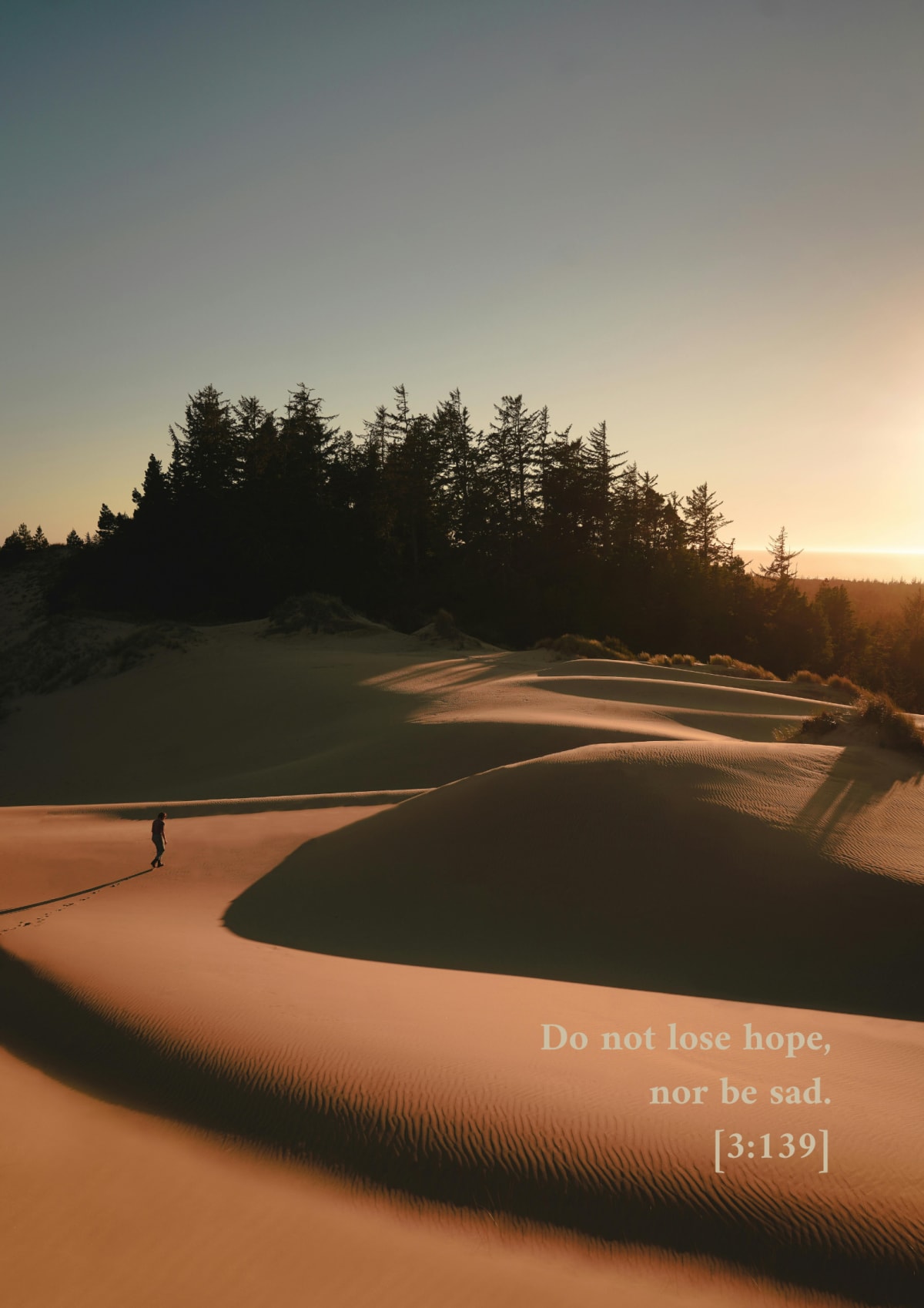 Dune boisée, verset 3:139