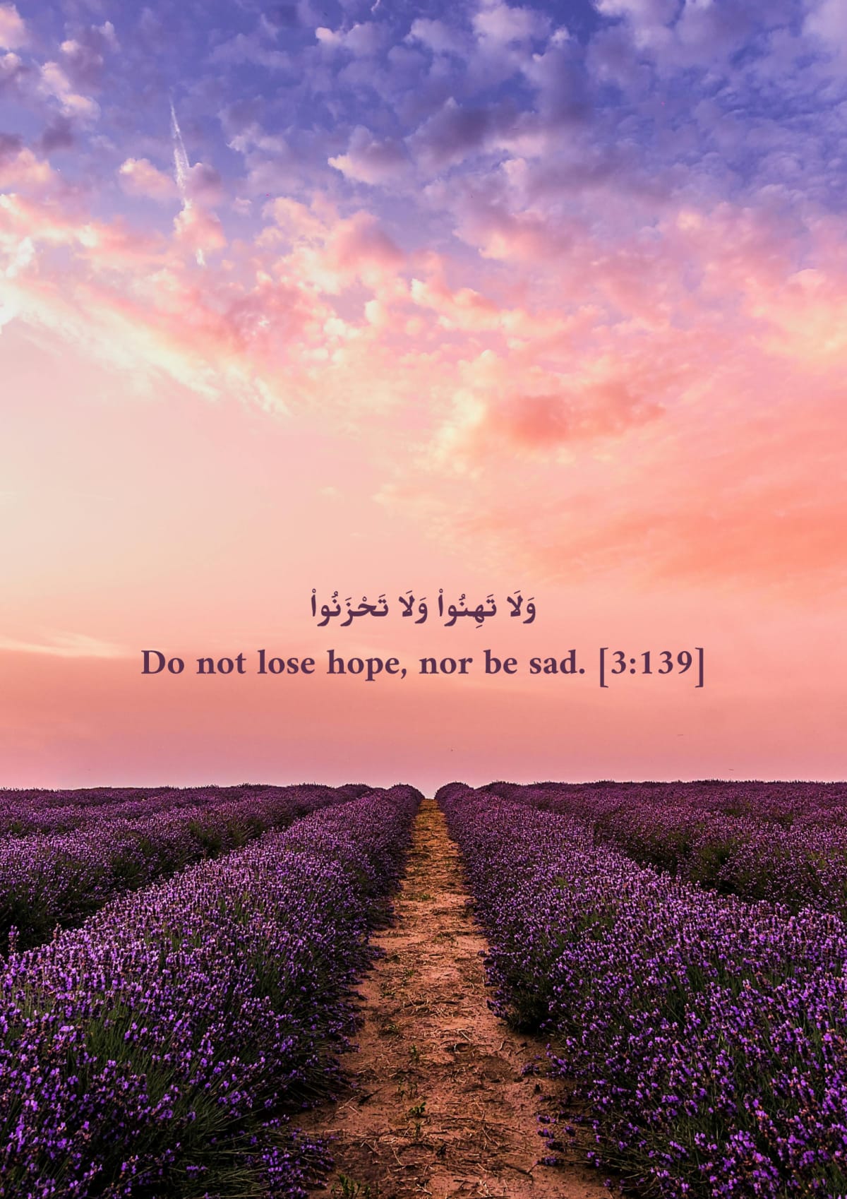 Ciel rose, champ violet, verset 3:139