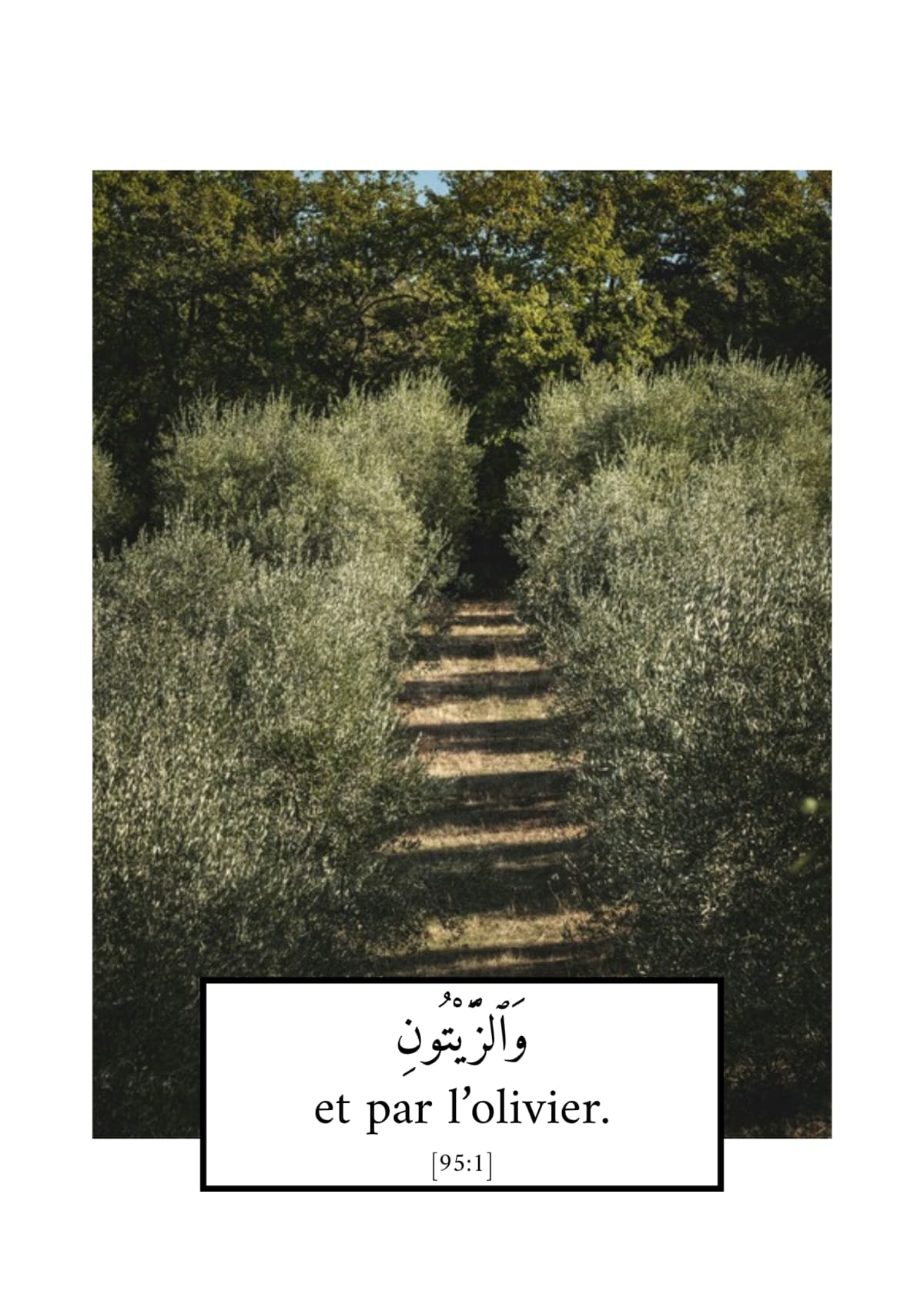 L'olivier, verset 95:1