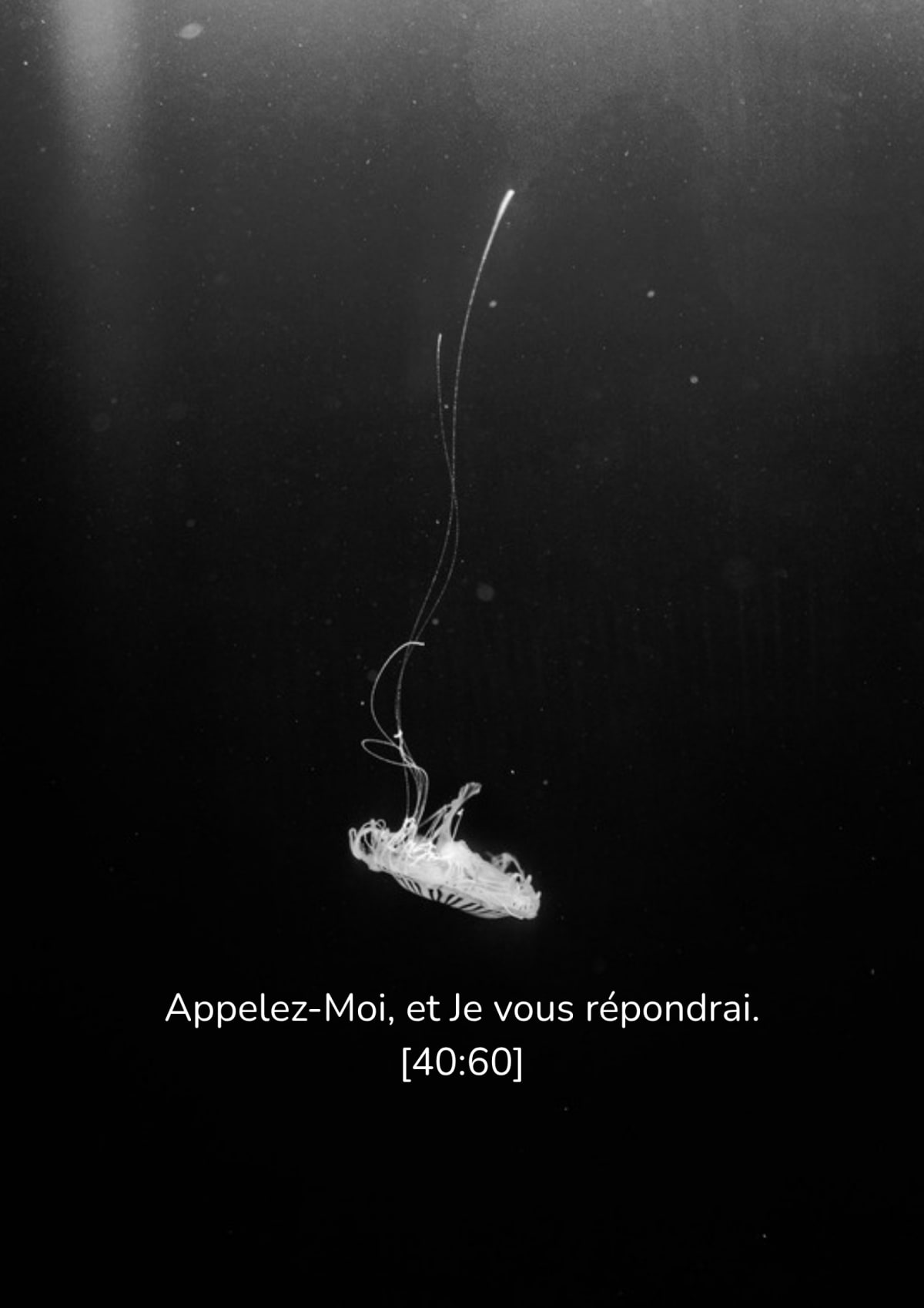 Méduse, verset 40:60