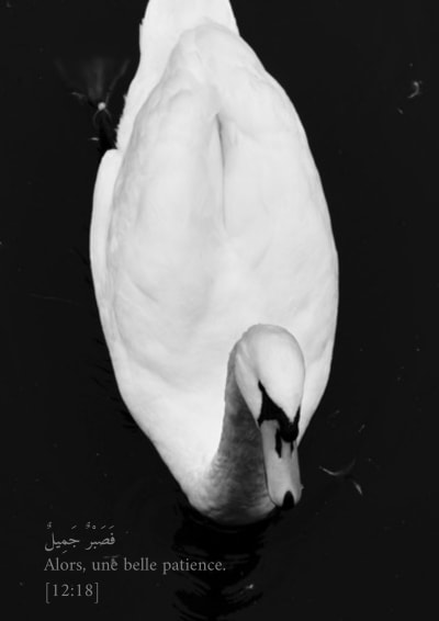 Le cygne