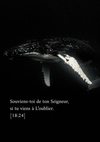 Baleine