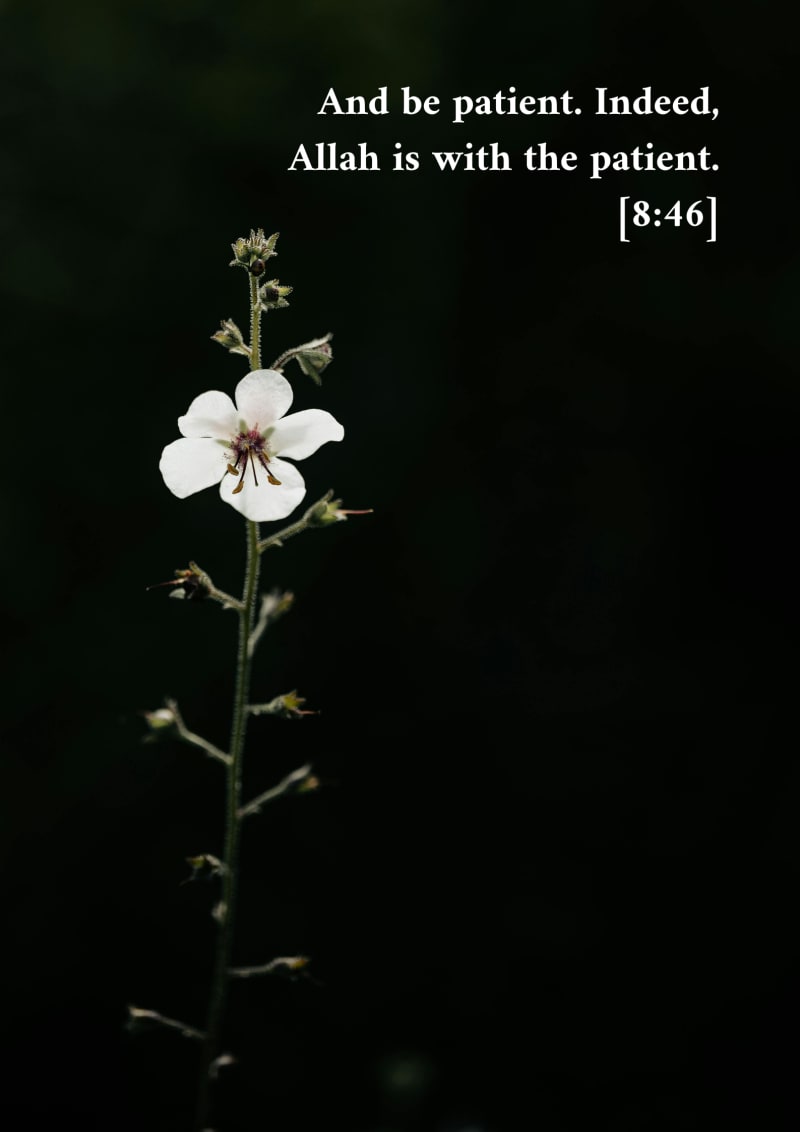 Patient, verset 8:46