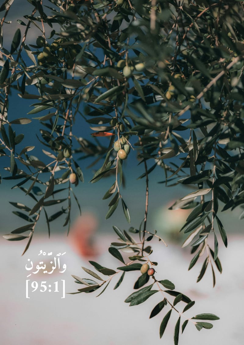 Olives, verset 95:1