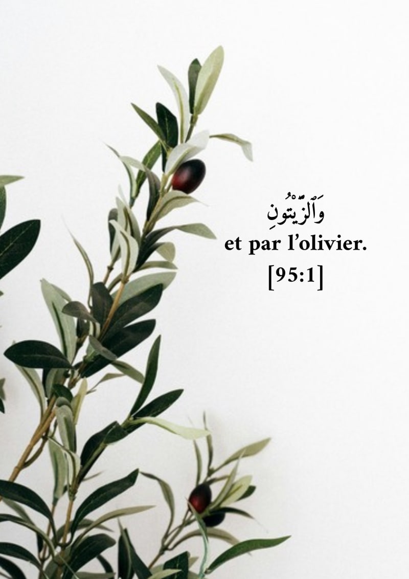 Et l'olive, verset 95:1