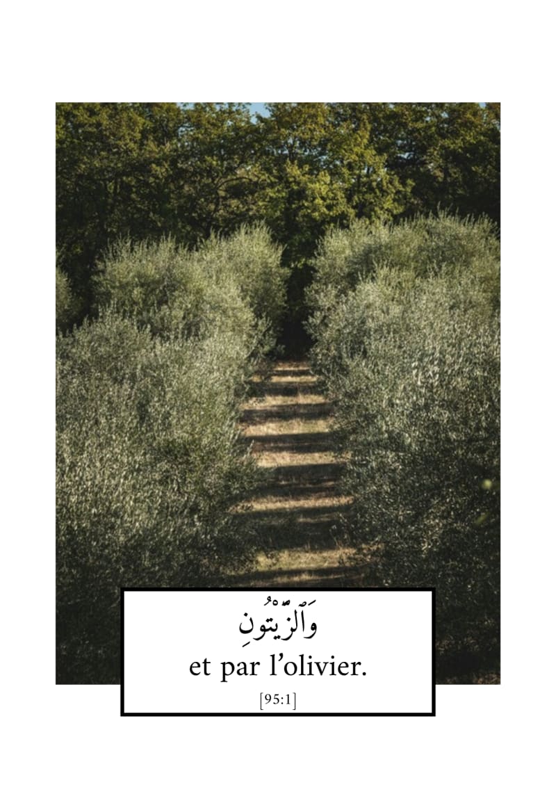 L'olivier, verset 95:1