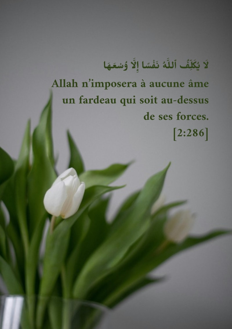 Tulipe blanche, verset 2:286