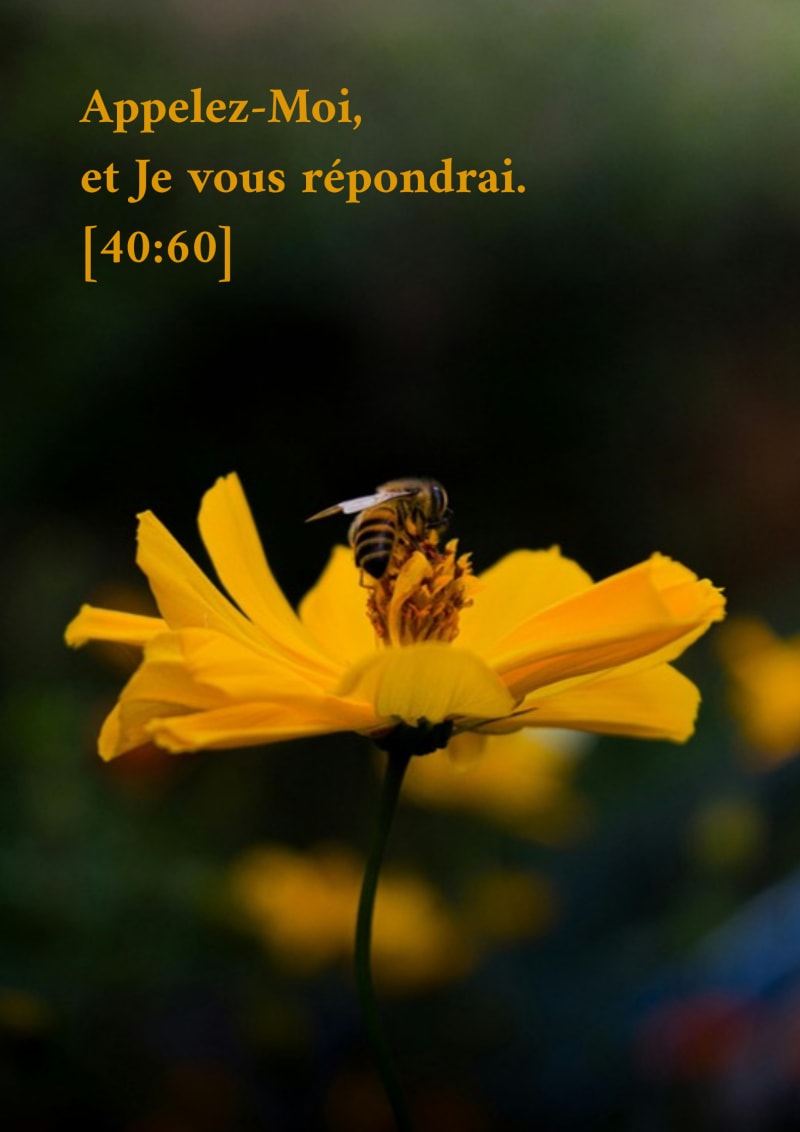 Nahla, verset 40:60