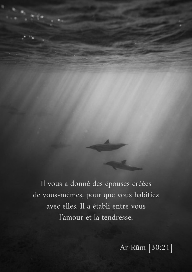Dauphins, verset 30:21