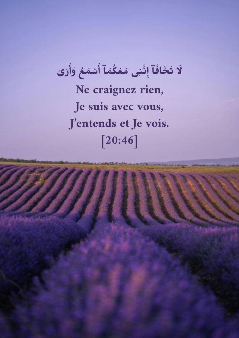 Champ violet, verset 20:46
