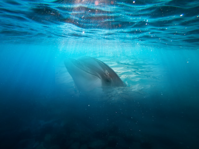 A result image that is the masking of the sea photo with the dolphin one, applying a gradient to it