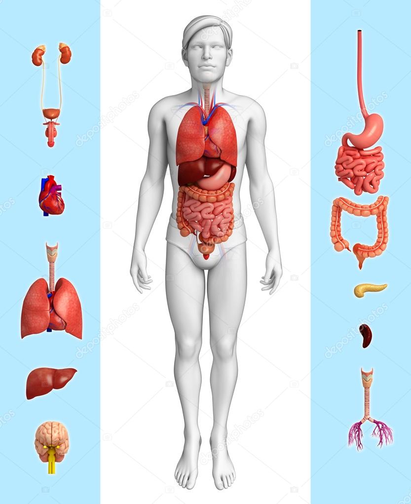 Органы беременного мужчины анатомия рисунок