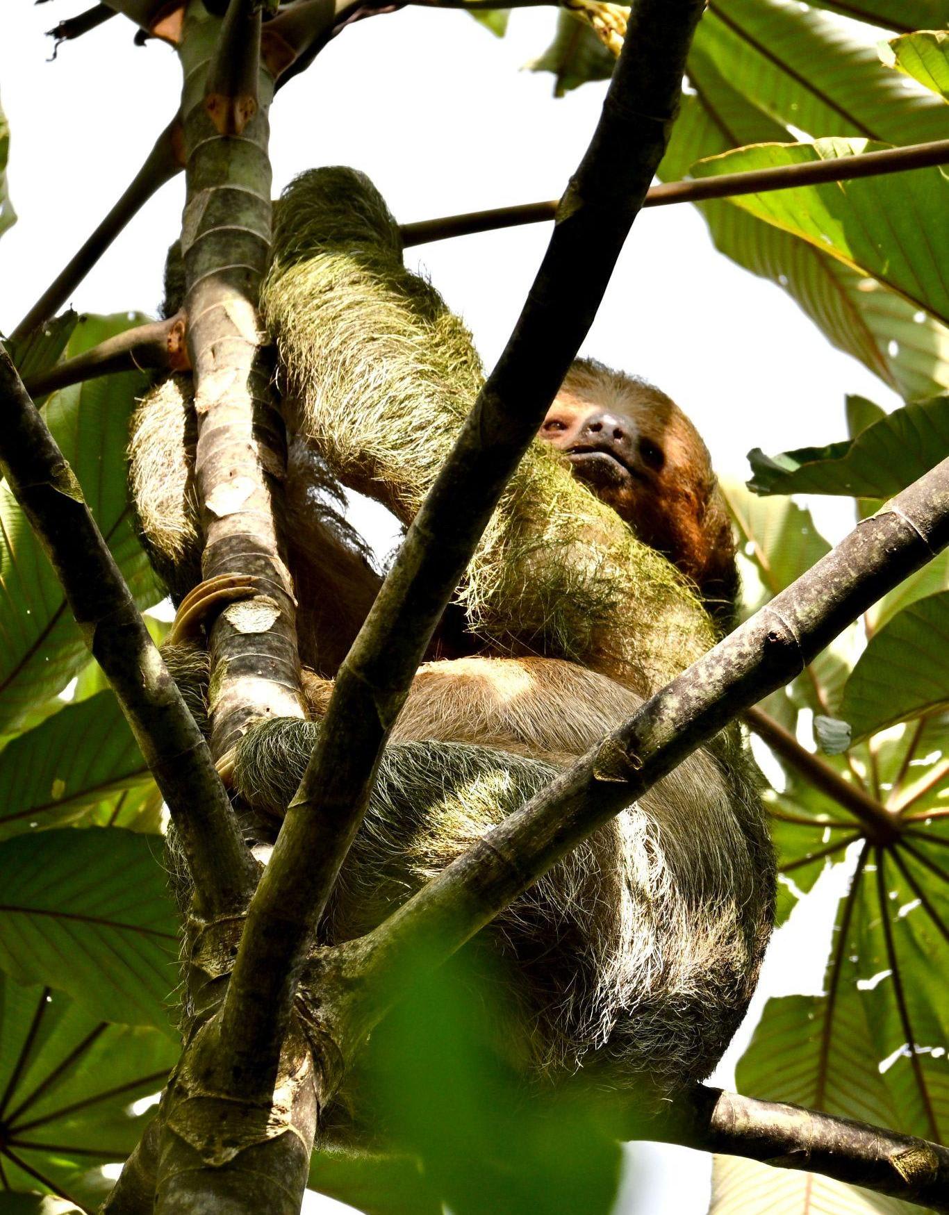 WILDLIFE EXPERIENCE – RÍO CELESTE 