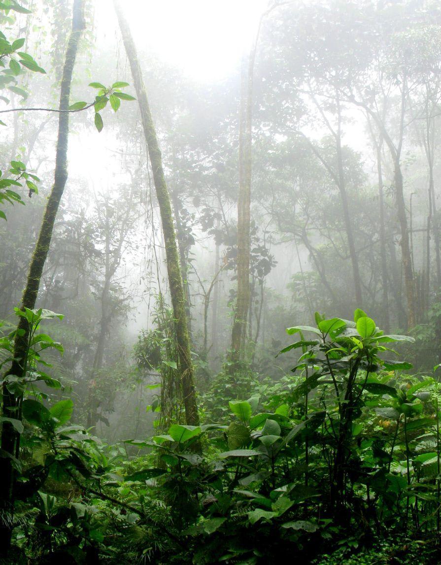 NATURE AND WILDLIFE EXPERIENCE – MONTEVERDE