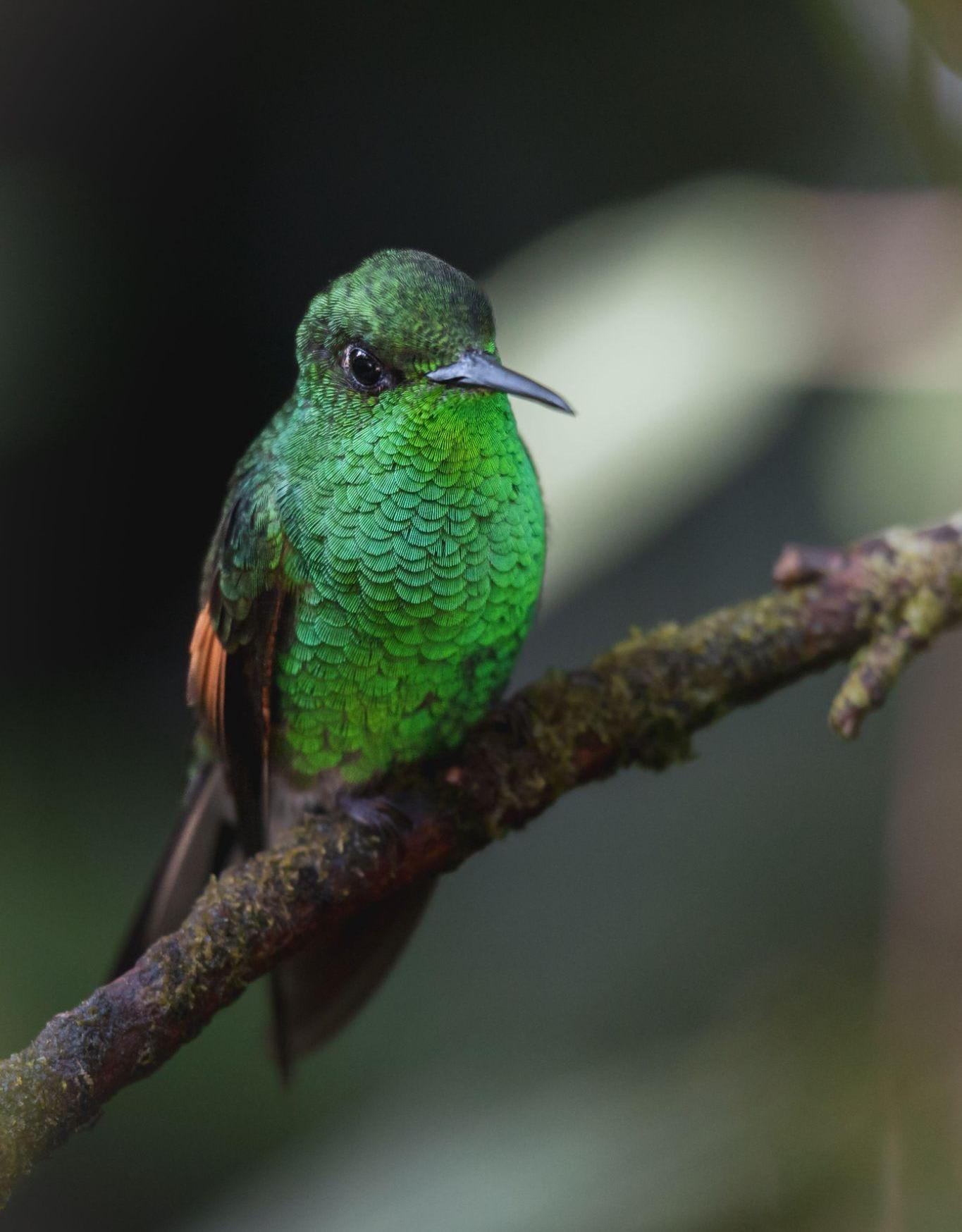 NATURE AND WILDLIFE EXPERIENCE – MONTEVERDE